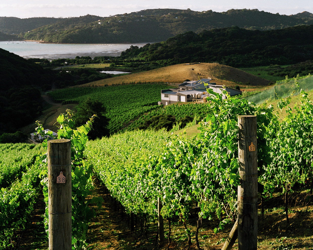 Waiheke Island Wine | Destiny Bay | Top Rated Cabernet & Merlot Blends